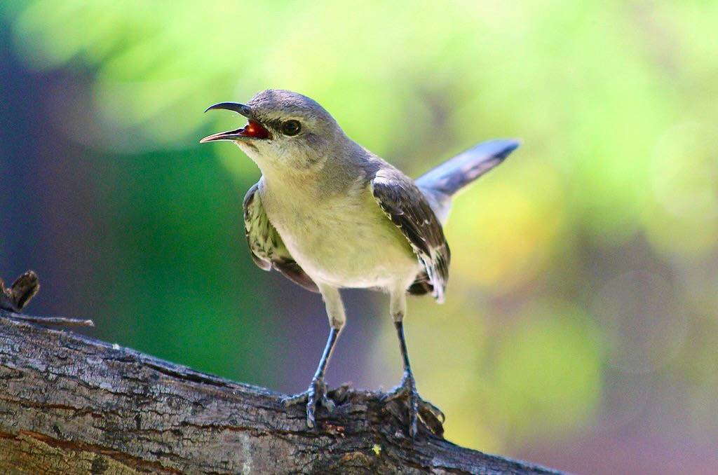 Northern Mockingbird by Monkeystyle3000 is licensed under CC BY 2.0.